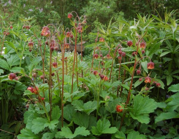 Geum rivale | Bach-Nelkenwurz
